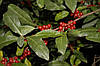 Гумі 2 річний, Гумі / Лох багатоквітковий, Elaeagnus multiflora, фото 8