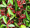 Гумі 2 річний, Гумі / Лох багатоквітковий, Elaeagnus multiflora, фото 7