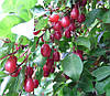 Гумі 2 річний, Гумі / Лох багатоквітковий, Elaeagnus multiflora, фото 9