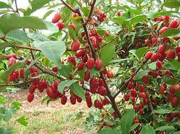 Гумі 3 річний, Гумі / Лох багатоквітковий, Elaeagnus multiflora, фото 5