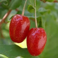 Гумі 3 річний, Гумі / Лох багатоквітковий, Elaeagnus multiflora, фото 3