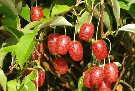 Гумі 3 річний, Гумі / Лох багатоквітковий, Elaeagnus multiflora, фото 1