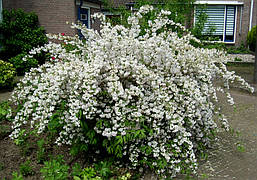Дейція махрова 3 річна, Дейція шорстка, Deutzia scabra, фото 6