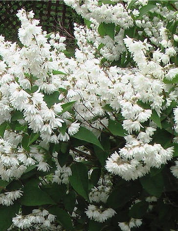 Дейція махрова 3 річна, Дейція шорстка, Deutzia scabra, фото 1
