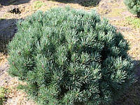 Сосна обыкновенная Ватерери С5 60-75 см ( Pinus Sylvestris Watereri )