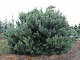 Сосна звичайна Ватерері С3 (Pinus Sylvestris Watereri), фото 4