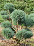 Сосна звичайна Ватерері С3 (Pinus Sylvestris Watereri), фото 3