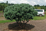 Сосна звичайна Ватерері С5 60-75 см (Pinus Sylvestris Watereri), фото 4