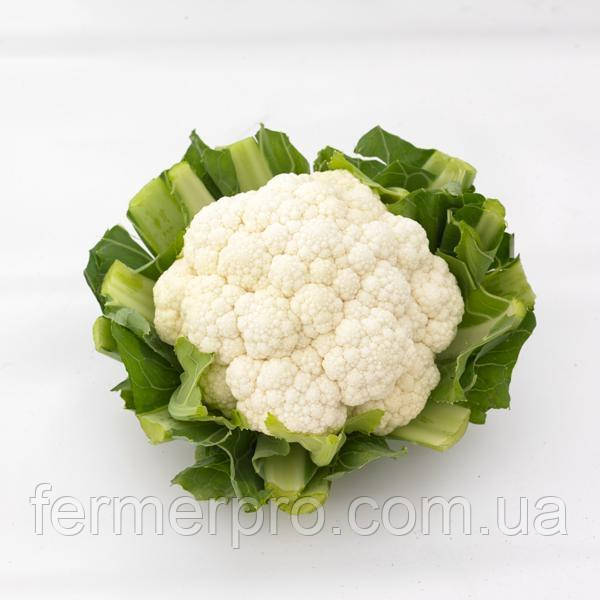 Насіння капусти Cпідстар F1, 1000 насінин Syngenta, фото 1