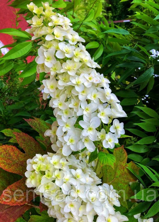 Гортензія дуболисна Сноу Джиант ( саджанці 2 роки р12 )