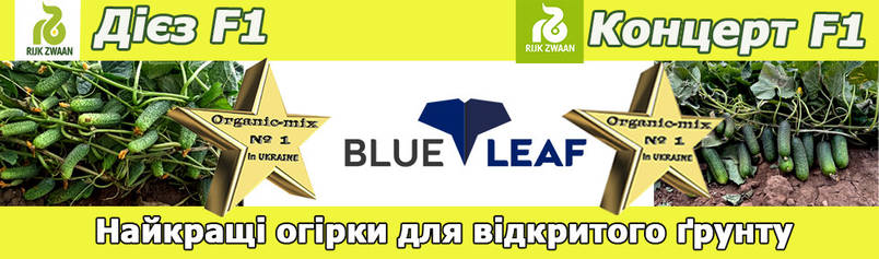 Найкращі сорти (гібриди) огірка 2025-2026 для відкритого ґрунту. Технологічний прорив в селекції огірка, Blue Leaf від Rijk Zwaan. Безмежна врожайність, довгий період плодоношення, не хворіє.