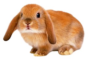 Для кроликів