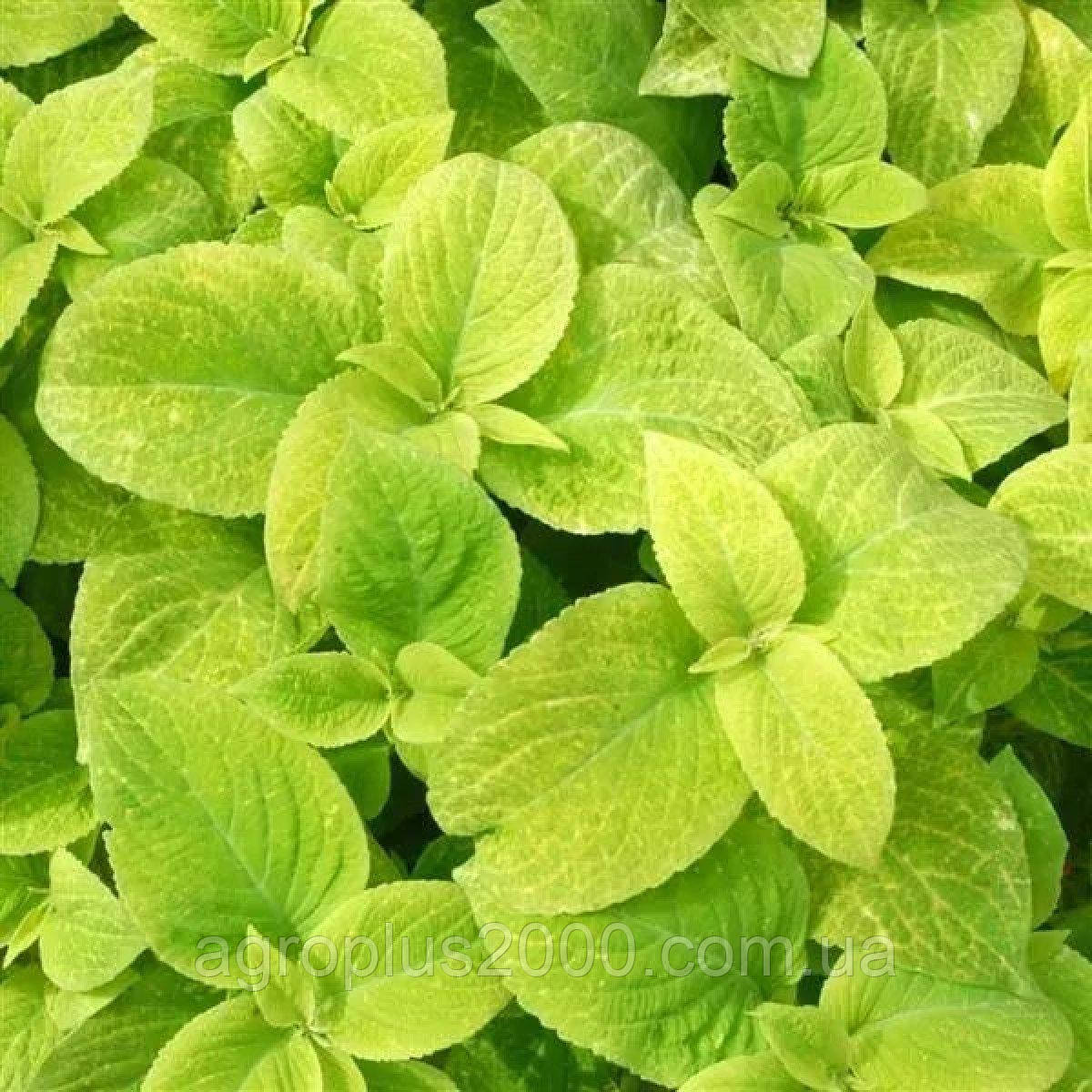 Насіння Колеус Візард Голден (Golden) 100 насінин Pan American