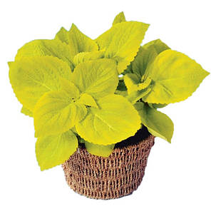 Насіння Колеус Візард Голден (Golden) 100 насінин Pan American, фото 2