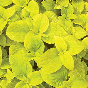 Насіння Колеус Візард Голден (Golden) 100 насінин Pan American, фото 3