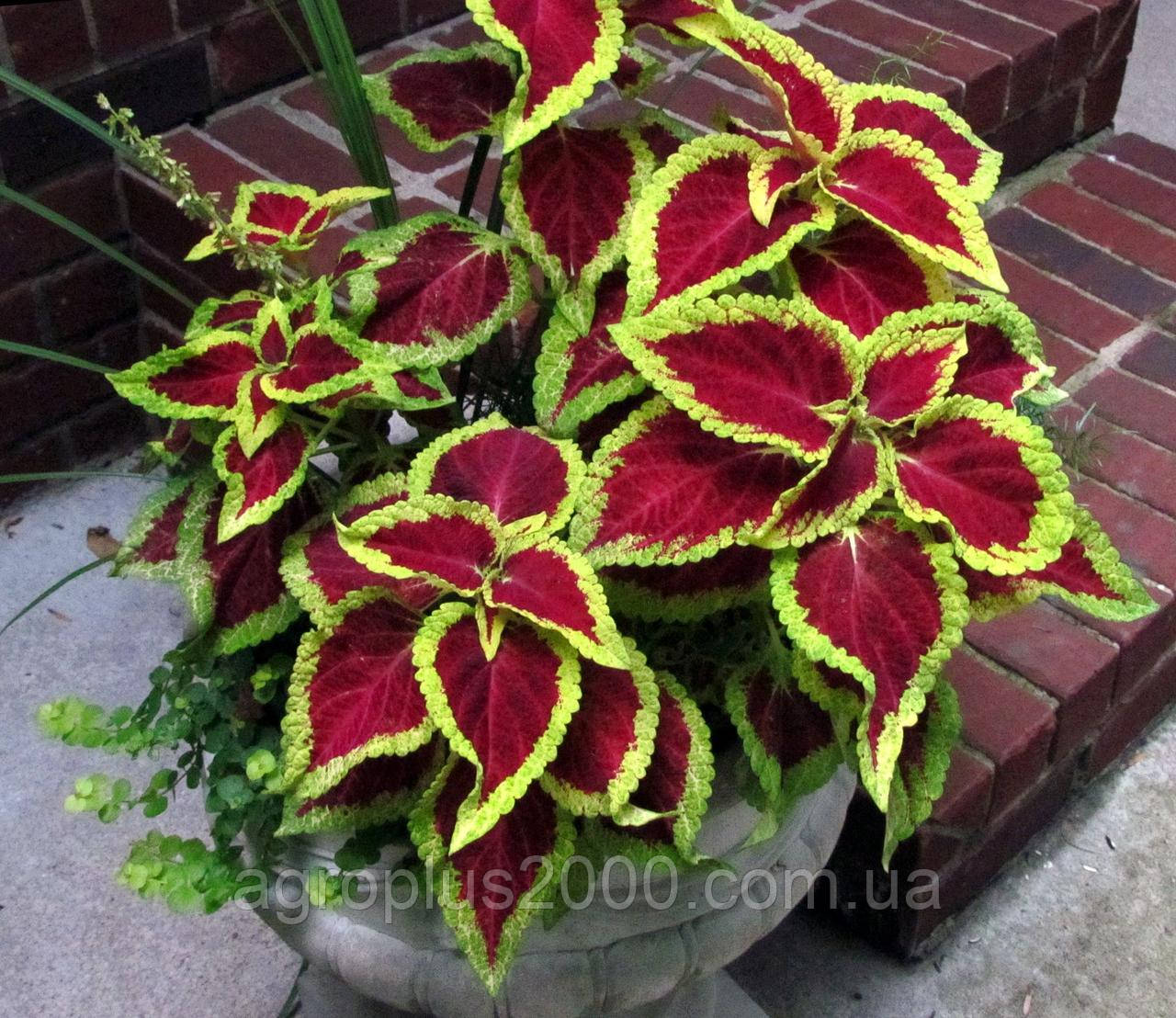 Насіння Колеус Візард  Скарлет (Scarlet) 100 насінин Pan American