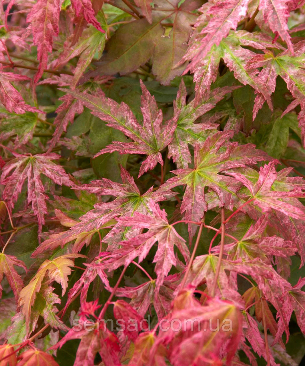 Клен пальмолистий Фенікс ( саджанці 2 роки р9 )