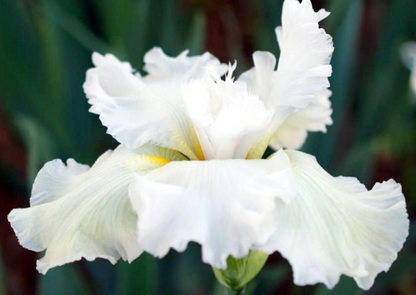 Ірис з плоскою формою квітки Top Down, фото 1