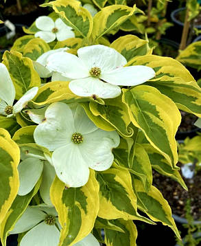 Дерен коуза Саммер Голд ( саджанці щеплени 2 роки р9 ), фото 1