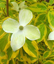 Дерен коуза Саммер Голд ( саджанці щеплени 2 роки р9 ), фото 4