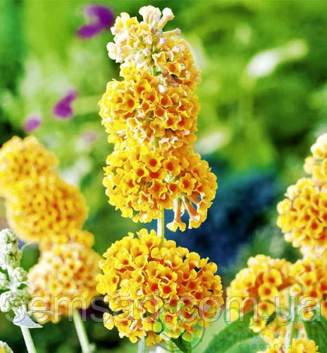 Будлея Веєріана "Санголд" ( саджанці 3 роки С3л)