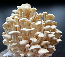 Міцелій грибів Енокі (Фламуліна, Зимовий опеньок) 1кг