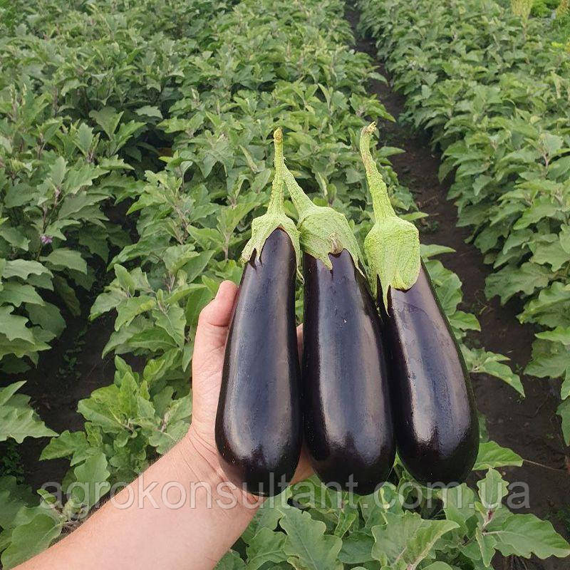 Насіння баклажана Рома F1 (Sakata), 500 насінин — середньостигний (70-80 днів), продуктивний гібрид