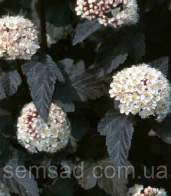 Пухироплідник калин. Семмер Вайн ( саджанці 2 роки  ), фото 1