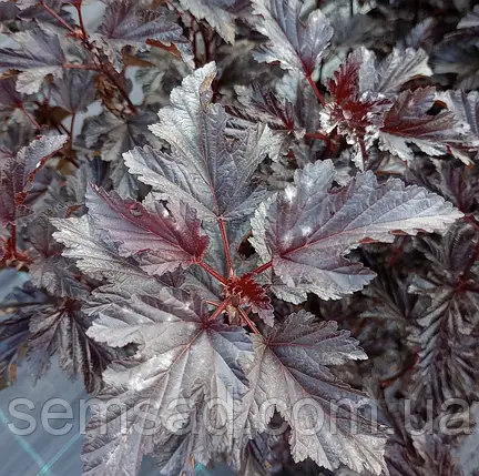 Пухироплідник калин. Семмер Вайн ( саджанці 2 роки  ), фото 2