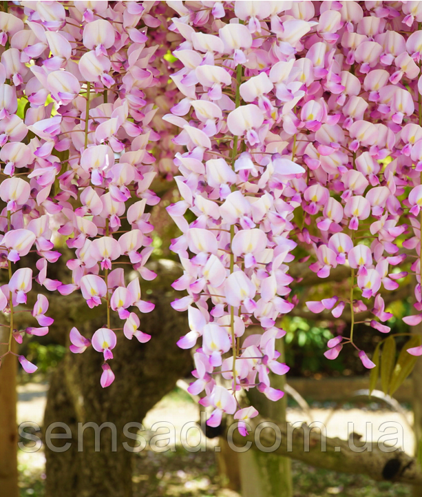 Гліцинія макростахія " Тускан Роуз" ( саджанці щеплені 4 роки С10л )