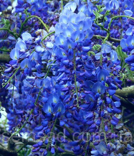 Гліцинія макростахія Каролин ( саджанці щеплені 4 роки С10л )