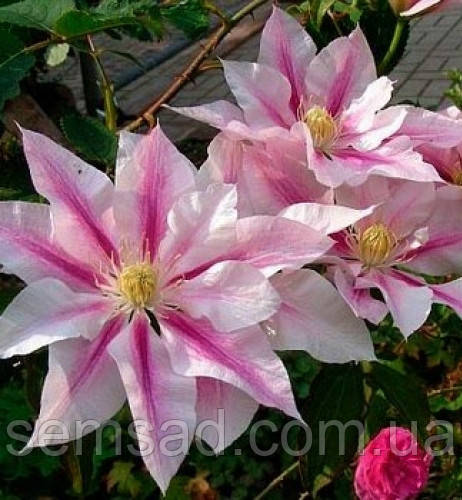 Клематис Андромеда ( саджанці 3 роки С1.5л )