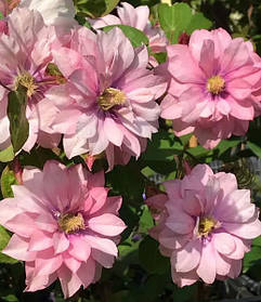 Клематис Пінк Пешн ( саджанці 3 роки С1.5л )