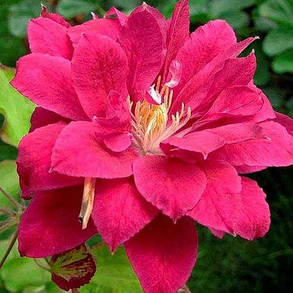 Клематис Ред Пешн ( саджанці 3 роки С1.5л ), фото 3