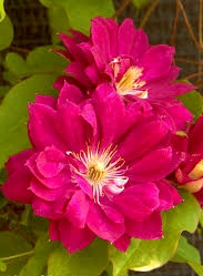 Клематис Ред Пешн ( саджанці 3 роки С1.5л )