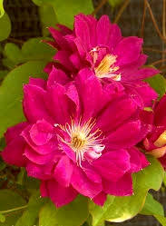 Клематис Ред Пешн ( саджанці 3 роки С1.5л )