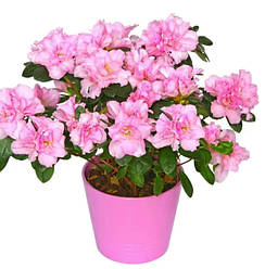 Азалія садова