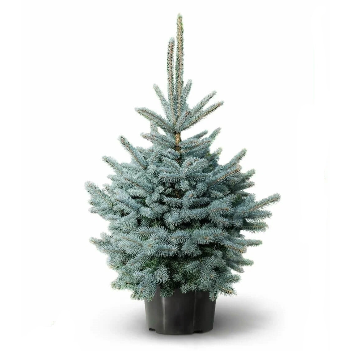 ЯЛИНА КЕЙБАБ З ГОРЩИКОМ Новорічна жива Н=120 см, фото 1