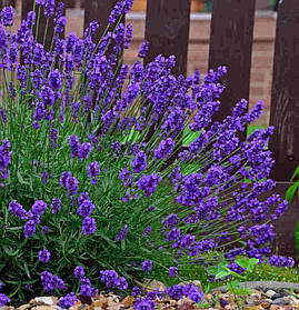 Лавандин Гроссо ( саджанці 2 роки С3л )