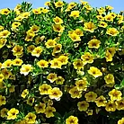 Петунія (сурфіния) ампельна грандіфлора Лавина F1 жовтий каприз (10 шт.), фото 4