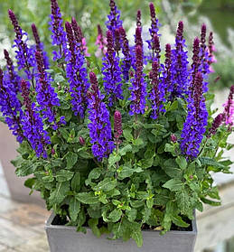 Шавлія дубравна Марвел Дарк Блю ( саджанці р9 )