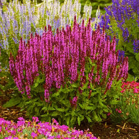 Шавлія дубравна Медіум Роуз ( саджанці р9 )