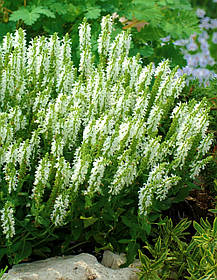 Шавлія дубравна Медіум Вайт ( саджанці р9 )