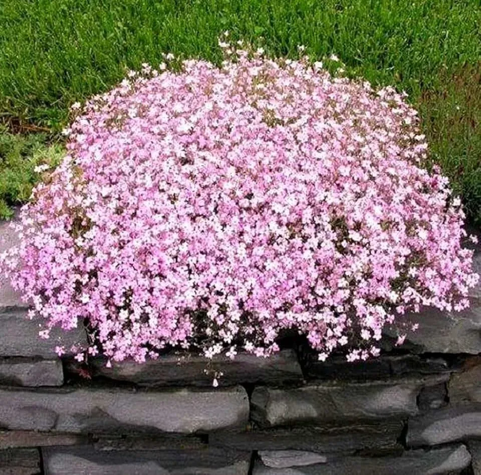 Насіння квіти Гіпсофіла рожева 0.5г