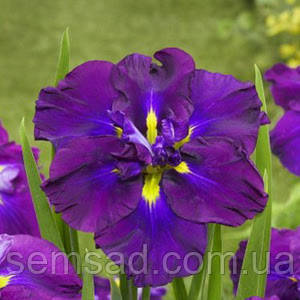 Ірис мечевидний Блюберрі Пі (саджанці-коріння)