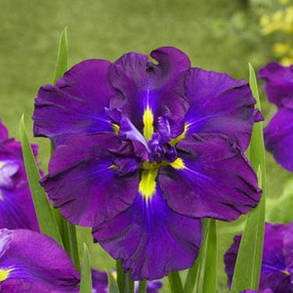 Ірис мечевидний Блюберрі Пі (саджанці-коріння), фото 1