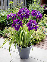 Ірис мечевидний Блюберрі Пі (саджанці-коріння), фото 4