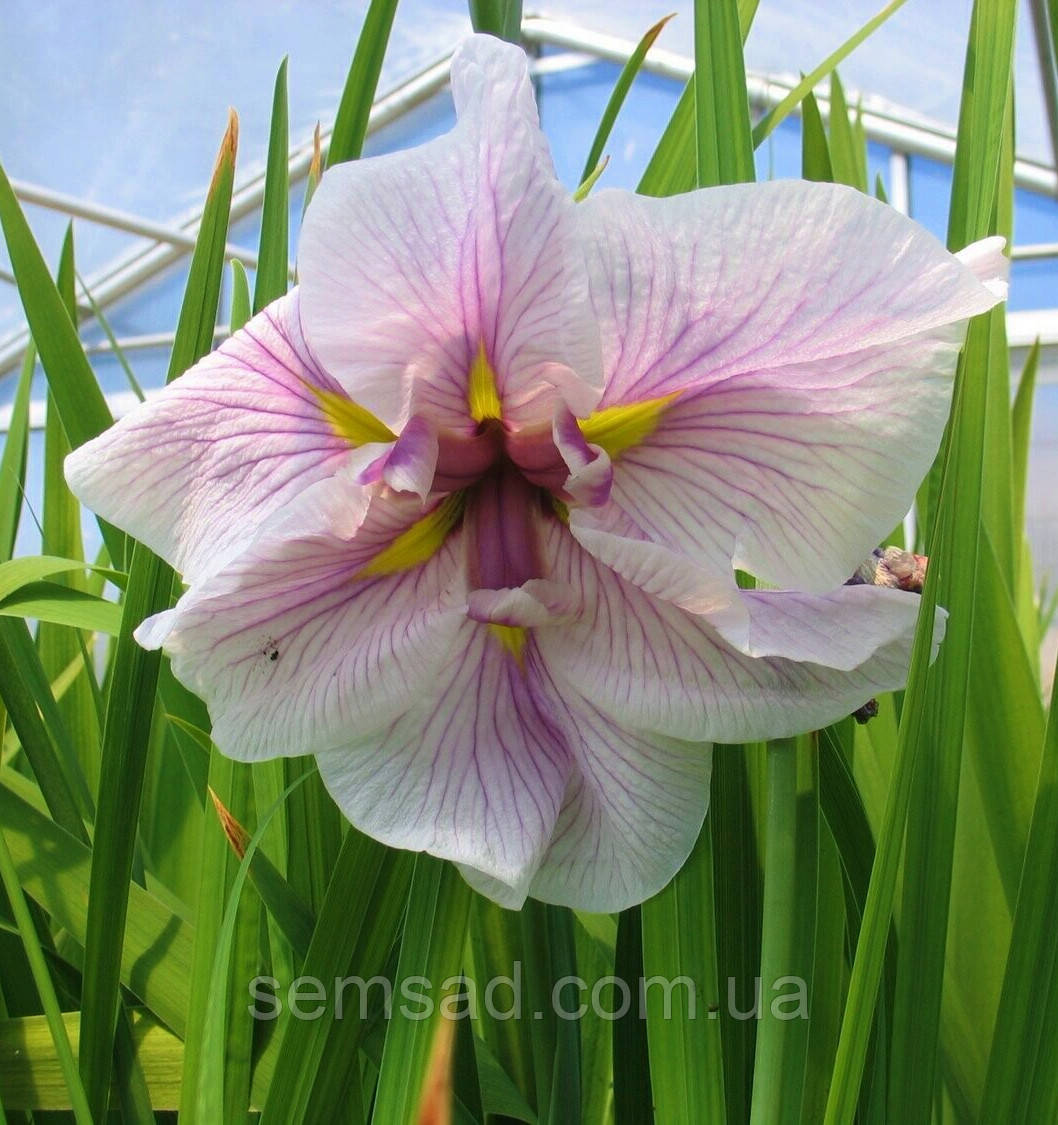 Ірис мечевидний Кап Кейк (саджанці-коріння)