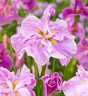 Ірис мечевидний Таб Тім Грод (саджанці-коріння), фото 1