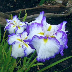 Ірис мечевидний Лайт Айт Давн (саджанці-коріння), фото 3